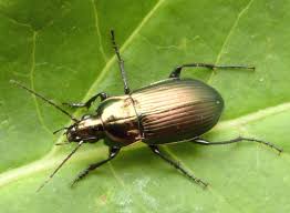 Attēlu rezultāti vaicājumam “Poecilus cupreus”