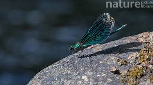 Attēlu rezultāti vaicājumam “Calopteryx virgo male”