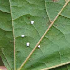 Attēlu rezultāti vaicājumam “Aleurochiton aceris”