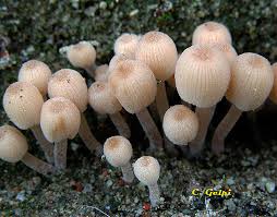 Attēlu rezultāti vaicājumam “Coprinus disseminatus”