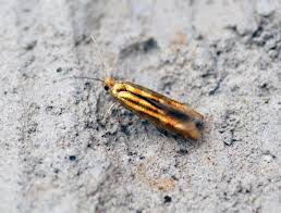 Attēlu rezultāti vaicājumam “Argyresthia goedartella”