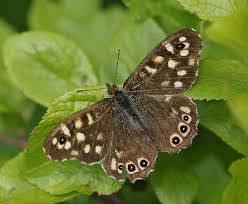Attēlu rezultāti vaicājumam “Euphydrias aurinia upperside”