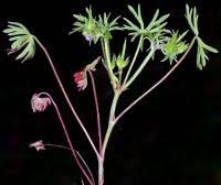 Attēlu rezultāti vaicājumam “Geranium dissectum fruit”