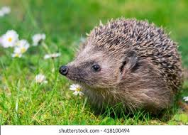 Attēlu rezultāti vaicājumam “Erinaceus sp.”