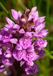Attēlu rezultāti vaicājumam “Dactylorhiza cruenta flower”