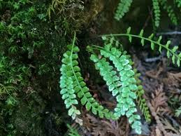 Attēlu rezultāti vaicājumam “Asplenium viride”