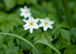 Attēlu rezultāti vaicājumam “Anemone nemorosa flower”