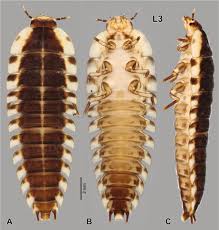 Attēlu rezultāti vaicājumam “Leiodidae larva”