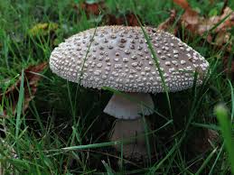 Attēlu rezultāti vaicājumam “Amanita rubescens”