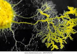 Attēlu rezultāti vaicājumam “Badhamia versicolor”