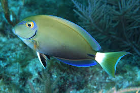 Image result for Acanthurus bahianus