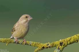Attēlu rezultāti vaicājumam “Chloris chloris female”