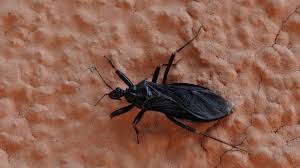 Attēlu rezultāti vaicājumam “Reduvius personatus”