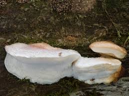 Attēlu rezultāti vaicājumam “Postia fragilis”