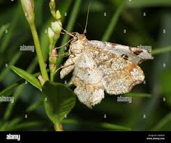 Attēlu rezultāti vaicājumam “Macaria notata”