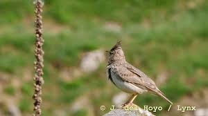 Attēlu rezultāti vaicājumam “Galerida cristata adult”