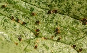 Attēlu rezultāti vaicājumam “Bryobia praetiosa”