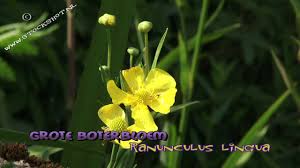 Attēlu rezultāti vaicājumam “Ranunculus lingua flower”