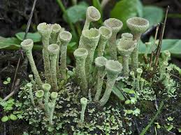 Attēlu rezultāti vaicājumam “Cladonia phyllophora”