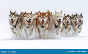 Image result for Team Ice Fire British Sled Dog Racing Team