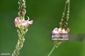 Attēlu rezultāti vaicājumam “Onobrychis arenaria fruit”