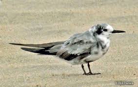 Attēlu rezultāti vaicājumam “Chlidonias niger”