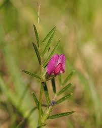 Attēlu rezultāti vaicājumam “Vicia angustifolia leaf”