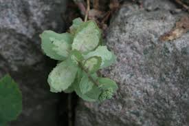 Attēlu rezultāti vaicājumam “Phytomyza minuscula”