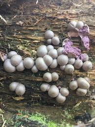 Attēlu rezultāti vaicājumam “Scleroderma citrinum”