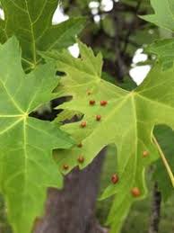 Attēlu rezultāti vaicājumam “Vasates quadripedes”