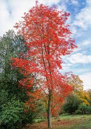 Attēlu rezultāti vaicājumam “Sorbus”
