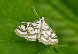 Attēlu rezultāti vaicājumam “Nymphula nitidulata”