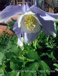 Image result for Aquilegia caerulea