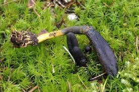 Attēlu rezultāti vaicājumam “Cordyceps ophioglossoides”