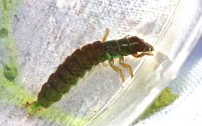 Attēlu rezultāti vaicājumam “Diderma umbilicatum macro”