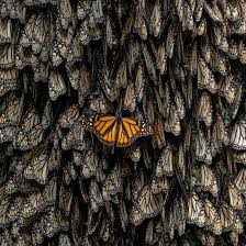 Image result for monarch butterfly