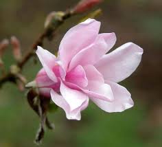 Attēlu rezultāti vaicājumam “Magnolia x loebneri flower”