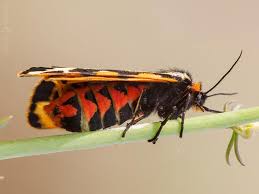 Attēlu rezultāti vaicājumam “Parasemia plantaginis female”