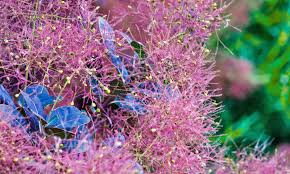 Attēlu rezultāti vaicājumam “Cotinus coggygria flower”