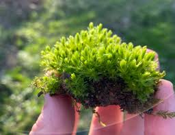 Attēlu rezultāti vaicājumam “Mnium hornum”