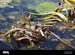 Attēlu rezultāti vaicājumam “Chlidonias niger eggs”