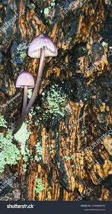 Attēlu rezultāti vaicājumam “Mycena purpureofusca”
