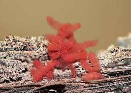 Attēlu rezultāti vaicājumam “Arcyria major macro”