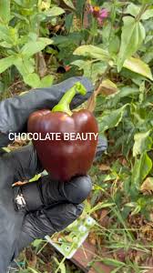 Afbeeldingsresultaat voor chocolate beauty sweet pepper