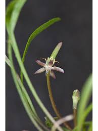 Attēlu rezultāti vaicājumam “Myosurus minimus flower”