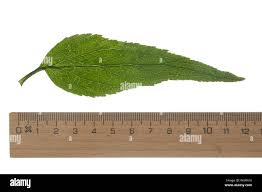 Attēlu rezultāti vaicājumam “Phyteuma spicatum leaf”