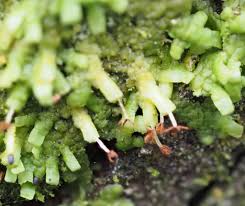 Attēlu rezultāti vaicājumam “Radula complanata sporophyte”