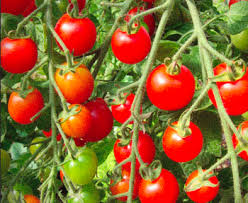 Afbeeldingsresultaat voor hawaiian white cherry tomato