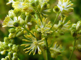 Attēlu rezultāti vaicājumam “Thalictrum lucidum”