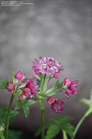 Image result for Astrantia majon `Abbey Road`